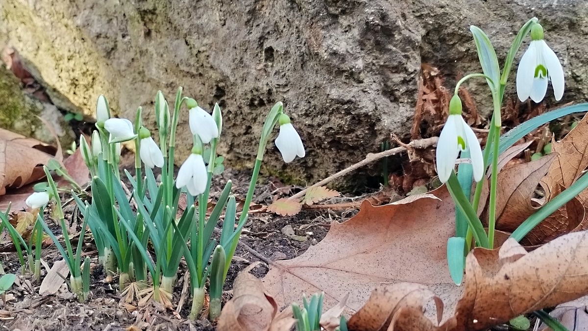 Poslové jara už kvetou, přímo v centru Brna je lze obdivovat v botanické zahradě